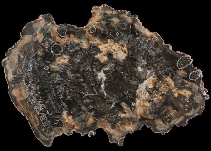 Petrified Wood (Woodworthia) Slab With Preserved Fungal Rot #64740